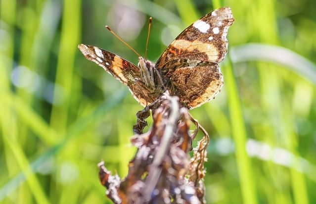 Buxusmot in je tuin