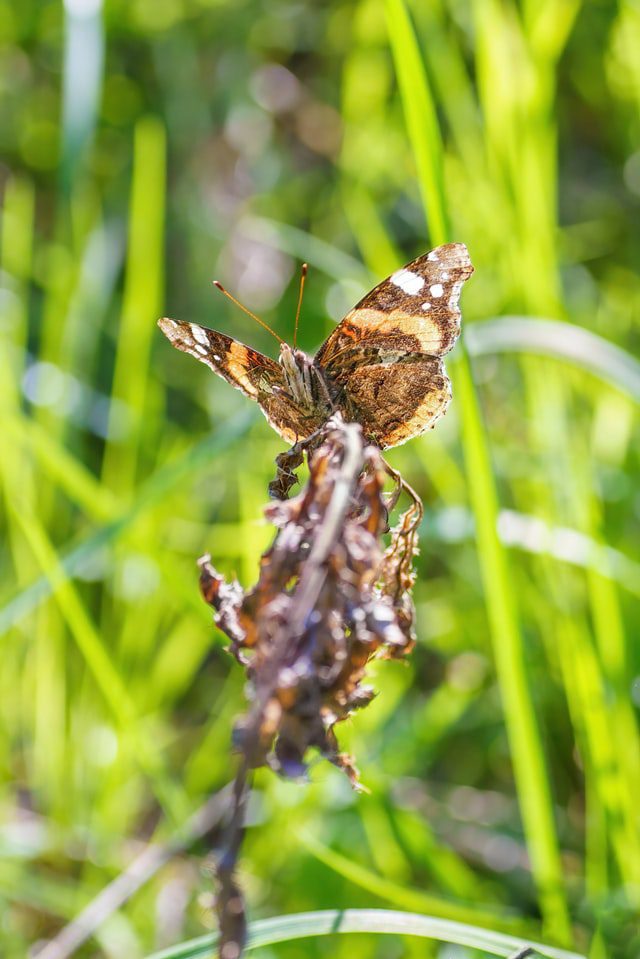 Buxusmoth