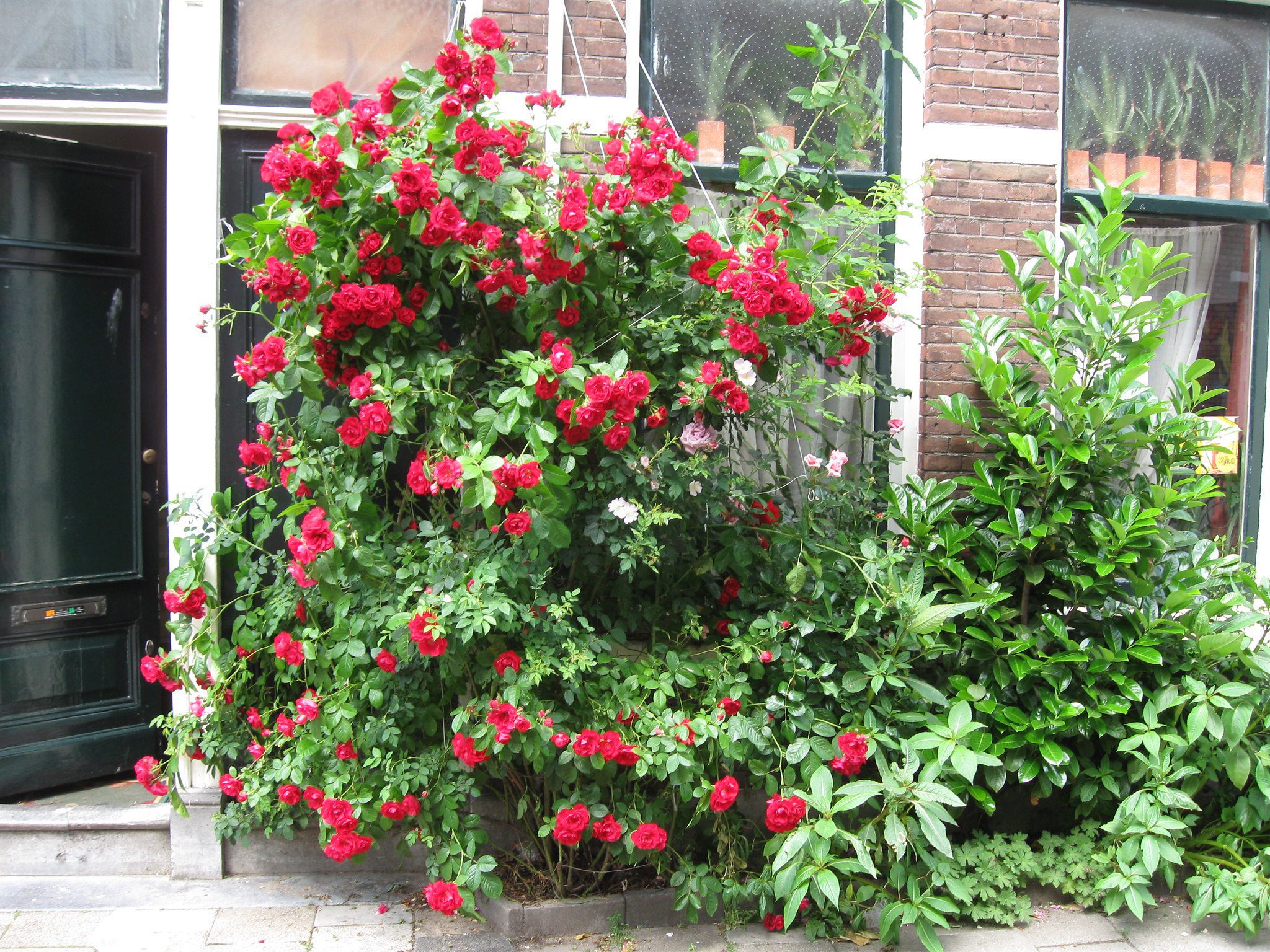 Tegel eruit, plant erin Tegel eruit, plant erin Geveltuin
