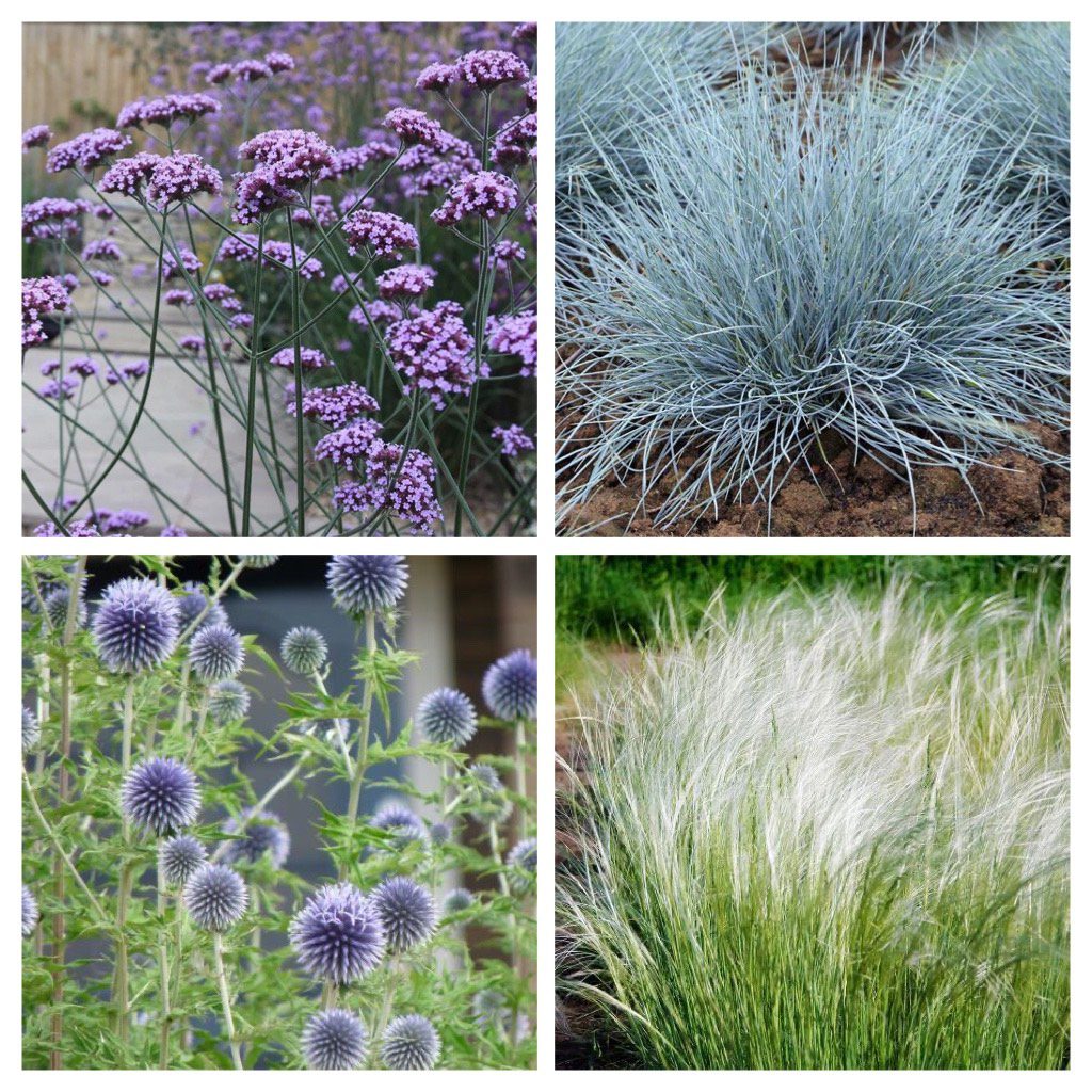 Beplanting in een strandtuin