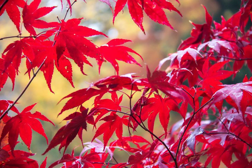 Acer palmatum Japanse Esdoorn