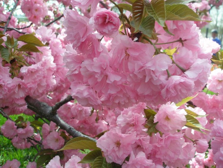 Kersenbloesem, prunus serrulata, Japanse tuin, roze bloesem boom