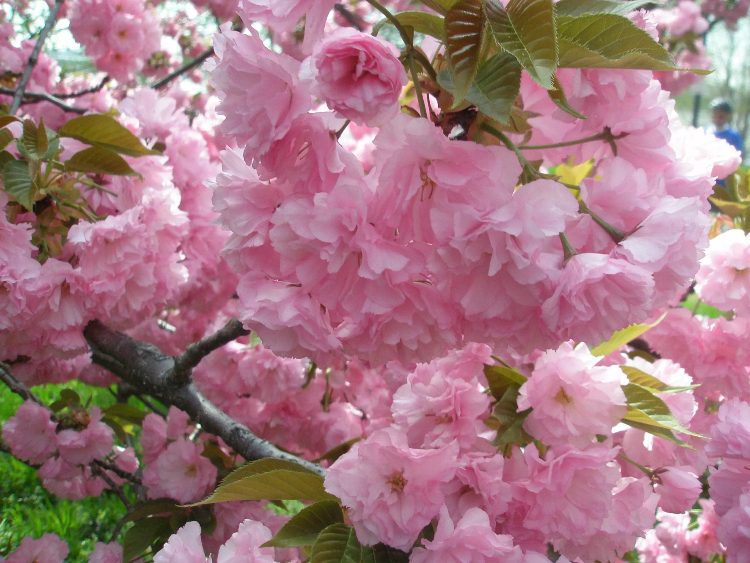 Kersenbloesem, prunus serrulata, een Japanse tuin, roze bloesem boom Kersenbloesem, prunus serrulata, Japanse tuin, roze bloesem boom