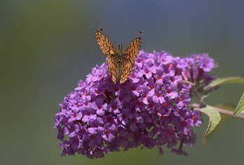 buddleja vlinderstruik Buddleja Vlinderstruik
