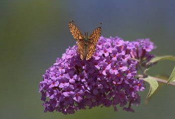 Buddleja Vlinderstruik