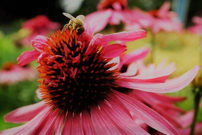 Droogtetolerante plant echinacea zonnehoed