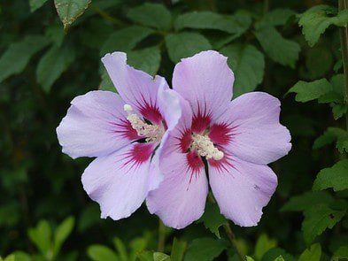 hibiscus