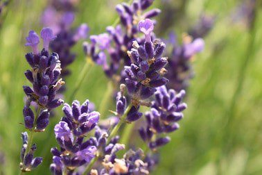 lavendel Strandtuin met boot