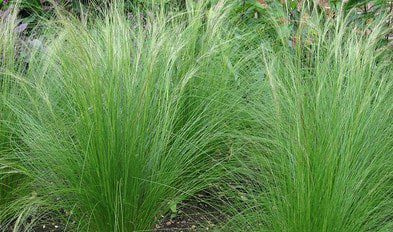stipa Strandtuin met boot
