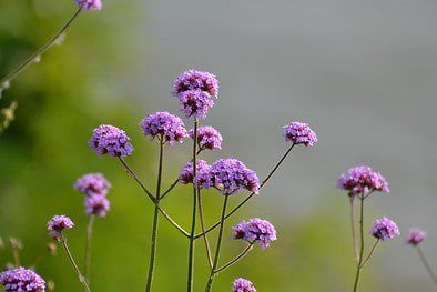 verbena Strandtuin met boot