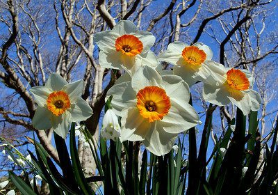 Voorjaarsbloeiers Bloembollen Narcissen narcissen