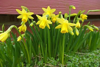 Bloembol narcis