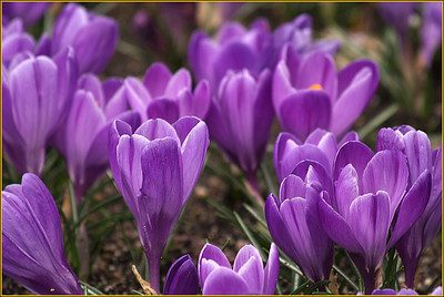 Crosussen Crocus bloembol verwilderen